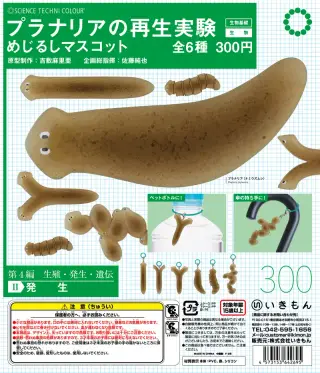 STC プラナリアの再生実験 めじるしマスコットの画像