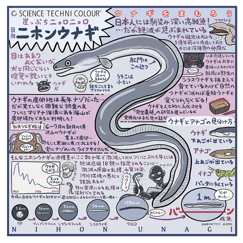 ウナギを学ぼう ポーチ&ハンカチ ラインナップ 8