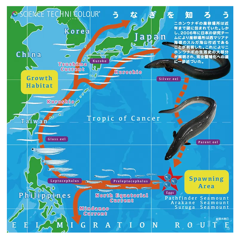 ウナギを学ぼう ポーチ&ハンカチ ラインナップ 9