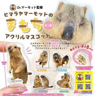 ヒマラヤマーモットのまもち アクリルマスコットの画像