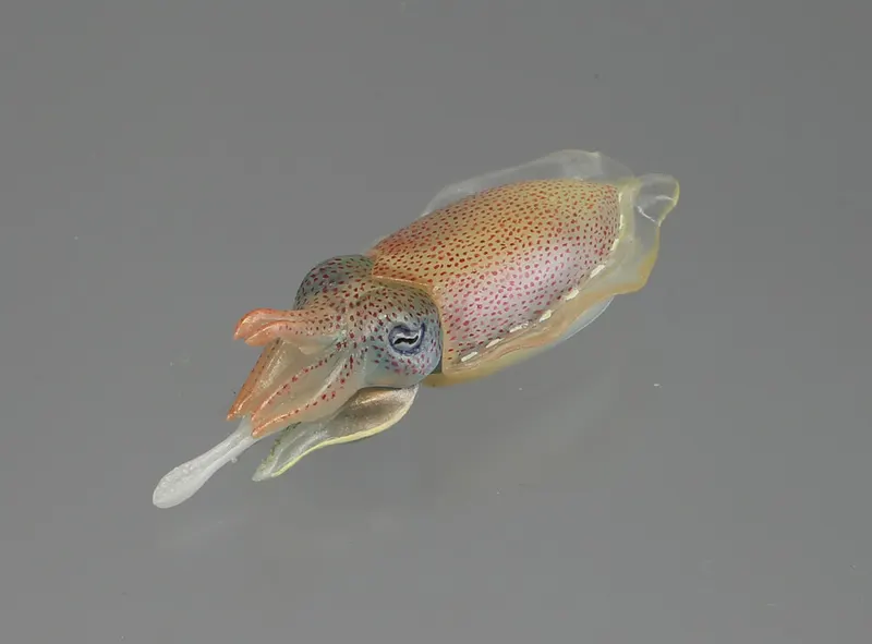 カプセルQミュージアム イカコレ!2 絶品食材と深海の怪物 ラインナップ 2