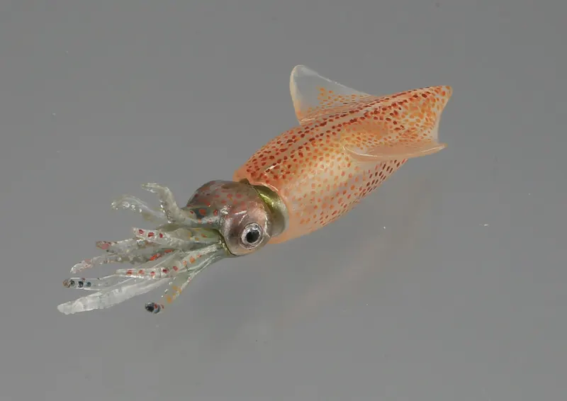 カプセルQミュージアム イカコレ!2 絶品食材と深海の怪物 ラインナップ 4