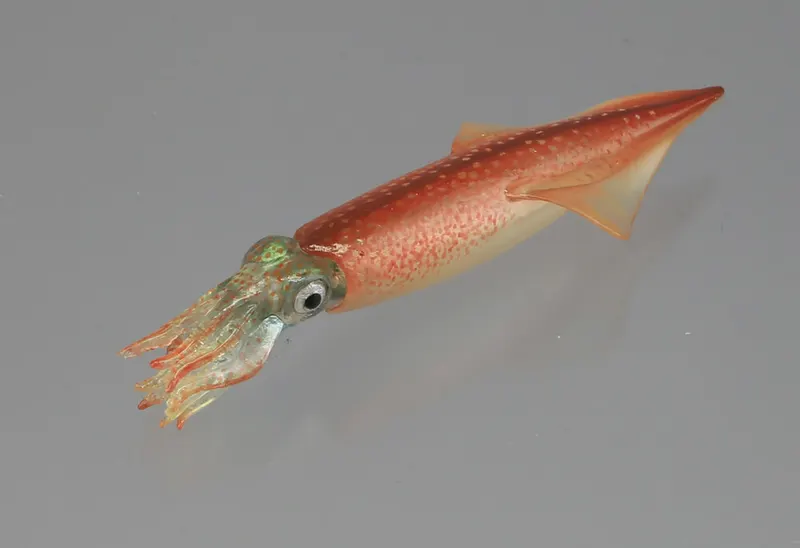カプセルQミュージアム イカコレ!2 絶品食材と深海の怪物 ラインナップ 5