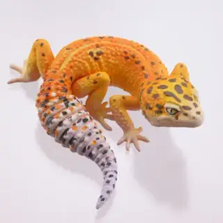 カプセルQミュージアム ヤモリ大全レオパードゲッコーの画像