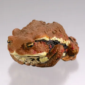 カプセルQミュージアム 財布にカエル「お財布蛙」 ラインナップ 2