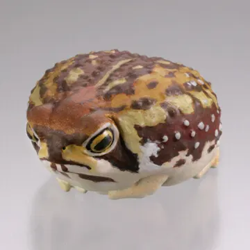 カプセルQミュージアム 財布にカエル「お財布蛙」 ラインナップ 6
