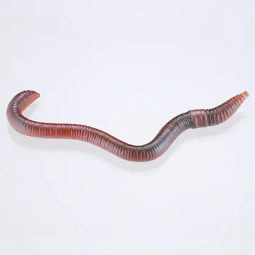 裏庭の生き物 -土壌生物大全- ラインナップ 2