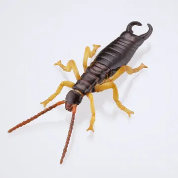裏庭の生き物 -土壌生物大全- ラインナップ 5