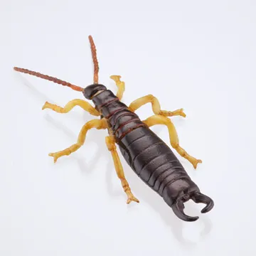 裏庭の生き物 -土壌生物大全- ラインナップ 6