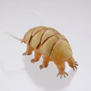 裏庭の生き物 -土壌生物大全- ラインナップ 8