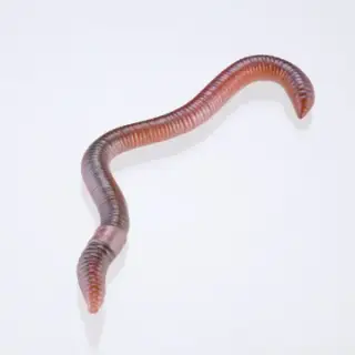 裏庭の生き物 -土壌生物大全-の画像