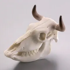 ホネコレ!十二支動物頭骨根付 上巻【子~巳編】 全6+1種/ ラインナップ 6