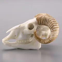 カプセルQミュージアム ホネコレ！十二支動物頭骨根付 下巻【午～亥編】 全6＋1種/ ラインナップ 4