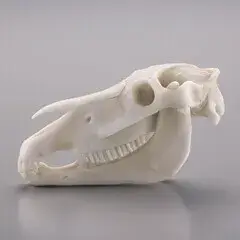 カプセルQミュージアム ホネコレ！十二支動物頭骨根付 下巻【午～亥編】 全6＋1種/の画像