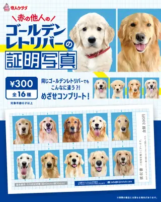 赤の他人のゴールデンレトリーバーの証明写真の画像