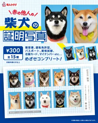 赤の他人の柴犬の証明写真の画像
