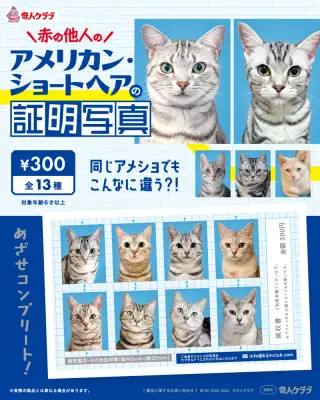 赤の他人のアメリカン・ショートヘア証明写真の画像