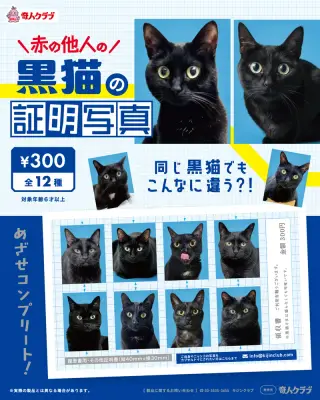 赤の他人の黒猫の証明写真の画像