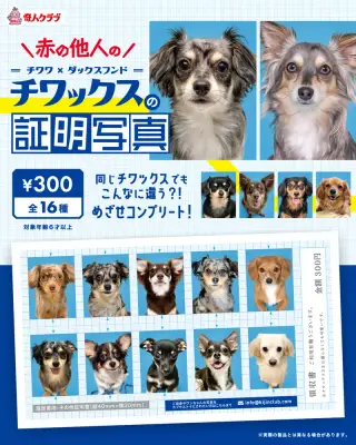 赤の他人のチワックスの証明写真の画像