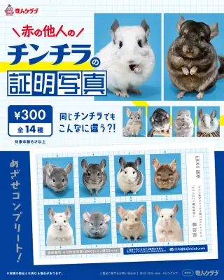 赤の他人のチンチラの証明写真の画像