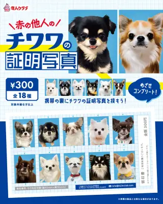 赤の他人のチワワの証明写真の画像