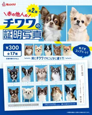 赤の他人のチワワの証明写真 第2弾の画像
