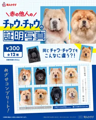赤の他人のチャウ・チャウの証明写真の画像