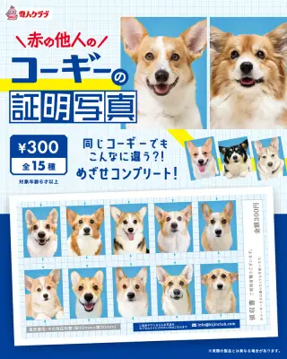 赤の他人のコーギーの証明写真の画像