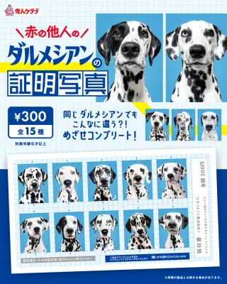 赤の他人のダルメシアンの証明写真の画像