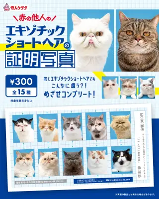 赤の他人のエキゾチックショートヘアの証明写真の画像