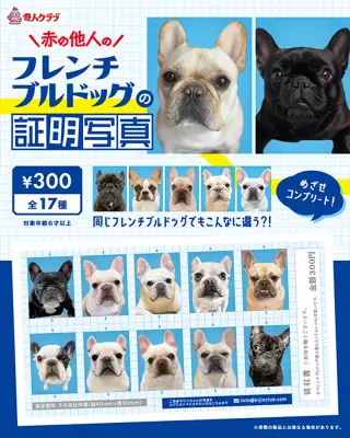 赤の他人のフレンチブルドッグの証明写真の画像