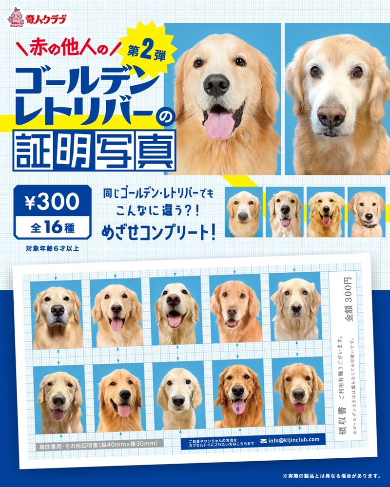 赤の他人のゴールデンレトリバーの証明写真 第2弾(画像)