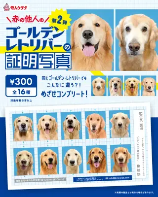赤の他人のゴールデンレトリバーの証明写真 第2弾の画像