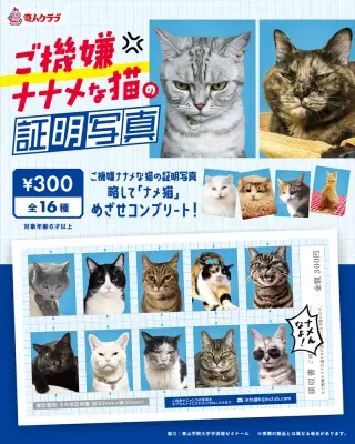 ご機嫌ナナメな猫の証明写真の画像