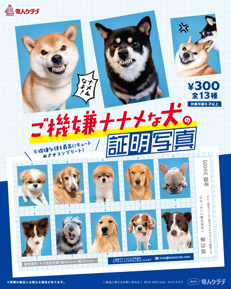 ご機嫌ナナメな犬の証明写真(画像)