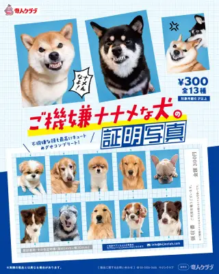 ご機嫌ナナメな犬の証明写真の画像