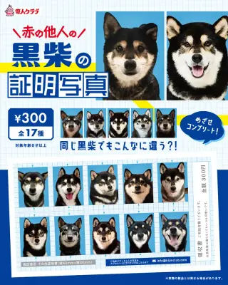 赤の他人の黒柴の証明写真の画像