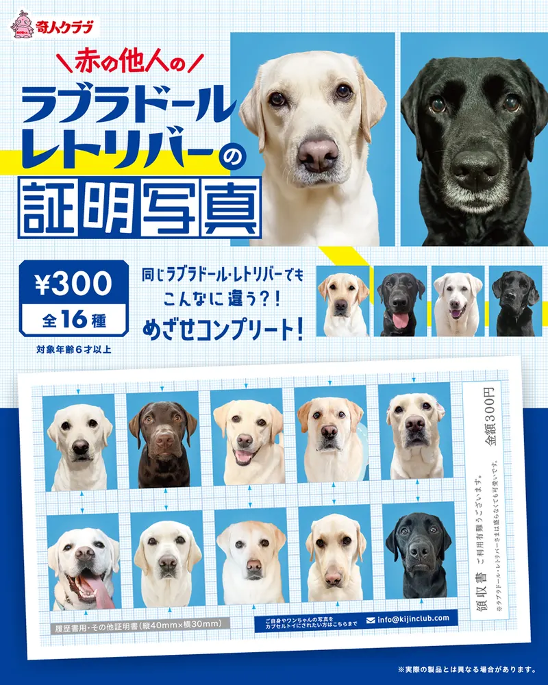 赤の他人のラブラドールの証明写真(画像)
