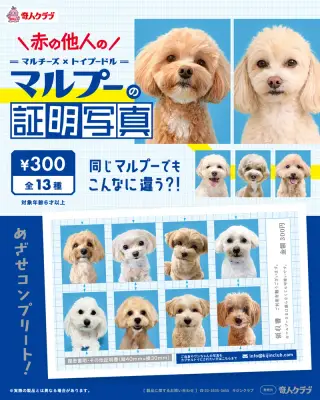 赤の他人のマルプーの証明写真の画像