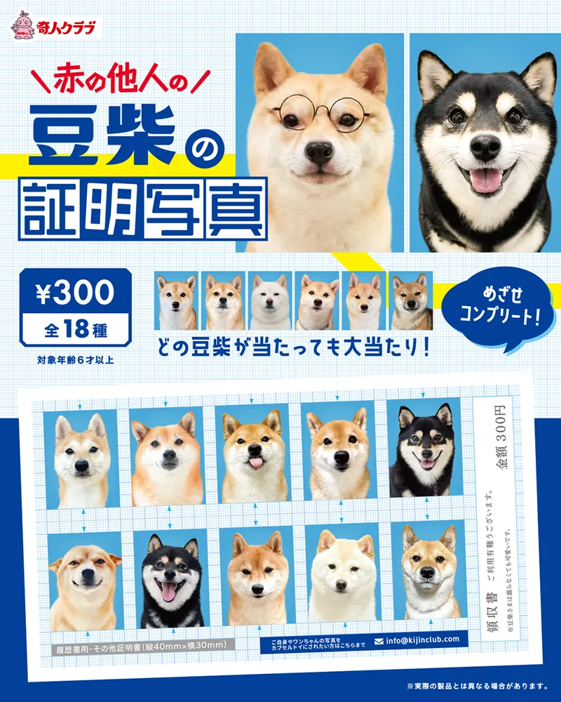 赤の他人の豆柴の証明写真(画像)