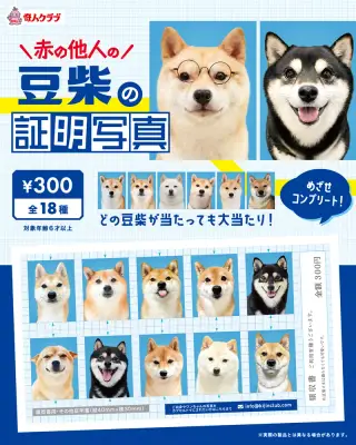 赤の他人の豆柴の証明写真の画像