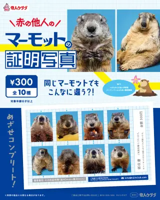 赤の他人のマーモットの証明写真の画像