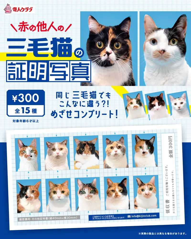 赤の他人の三毛猫の証明写真(画像)