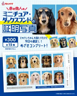 赤の他人のミニチュア・ダックスフンドの証明写真の画像