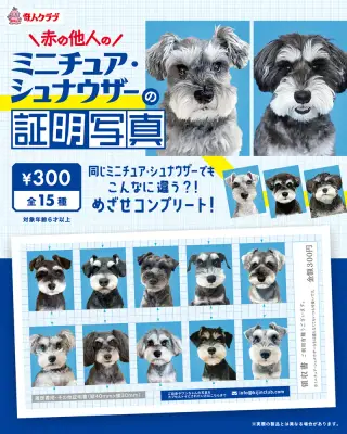 赤の他人のミニチュアシュナウザーの証明写真の画像