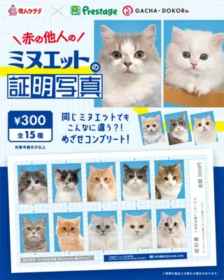 筋肉アイドルの証明写真の画像
