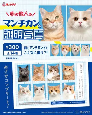 赤の他人のマンチカンの証明写真の画像