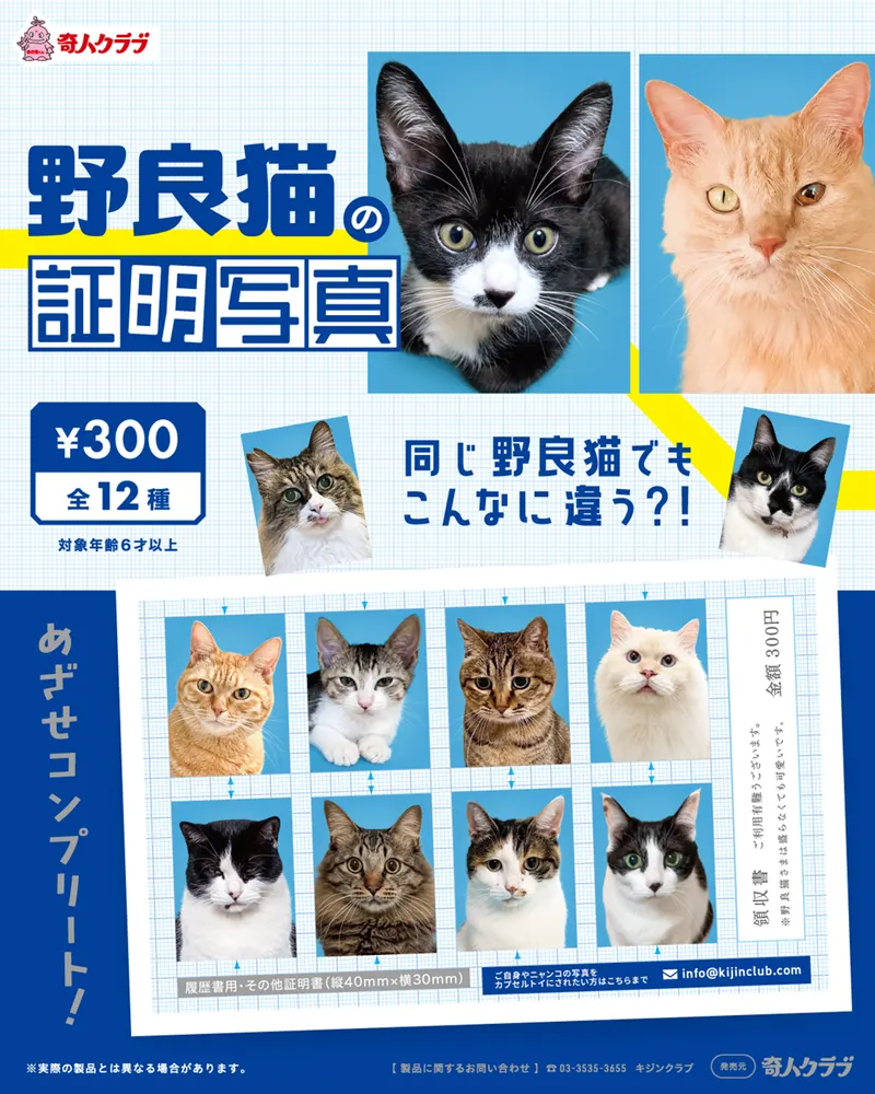 野良猫の証明写真(画像)