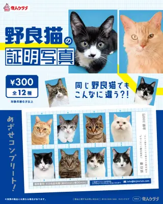 野良猫の証明写真の画像