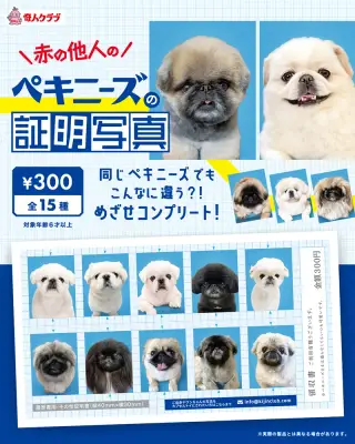 赤の他人のペキニーズの証明写真の画像